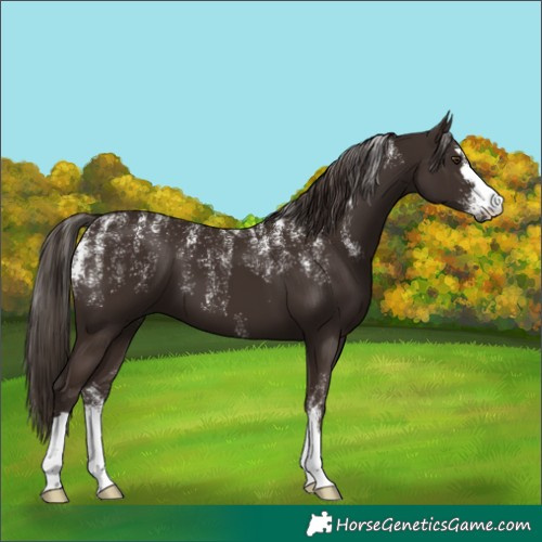 Horse Color:Powder White Liver Chestnut