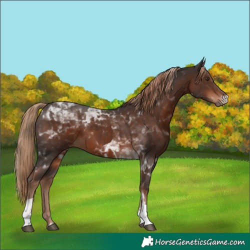 Horse Color:Liver Chestnut Tobiano 
