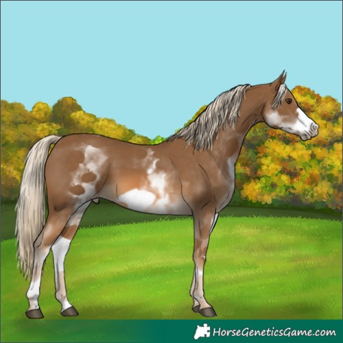 Horse Color:White Spotted Chocolate Palomino Frame