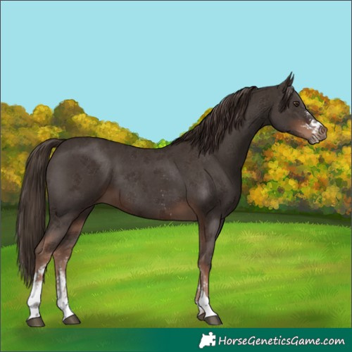 Horse Color:Liver Chestnut Sabino