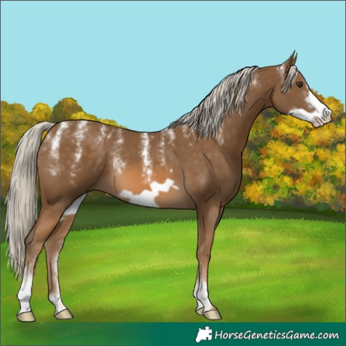 Horse Color:Powder White Chocolate Palomino Frame