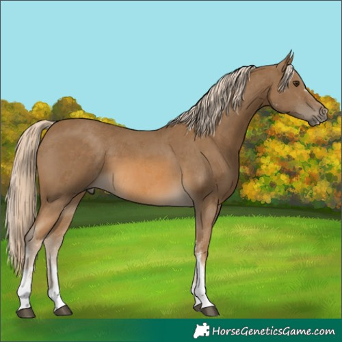 Horse Color:Chocolate Palomino Sabino