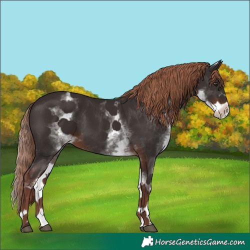 Horse Color:White Spotted Liver Chestnut 