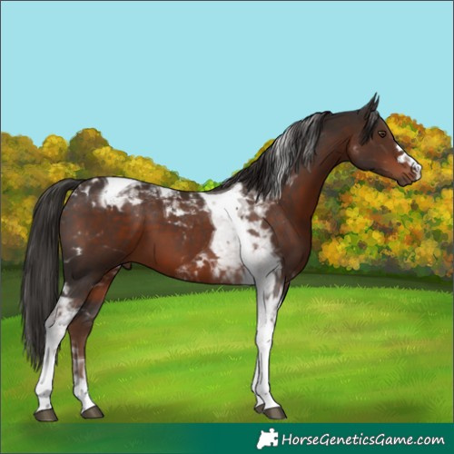 Horse Color:Liver Chestnut Tobiano