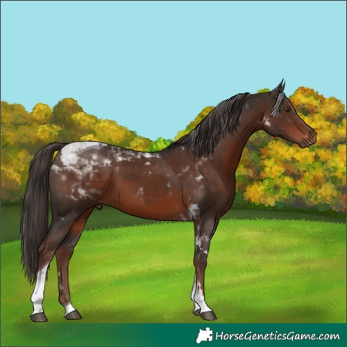Horse Color:Liver Chestnut Tobiano