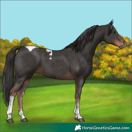 Horse Color:Liver Chestnut Sabino Tobiano