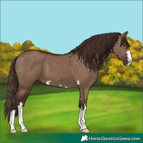 Horse Color:Liver Red Dun
