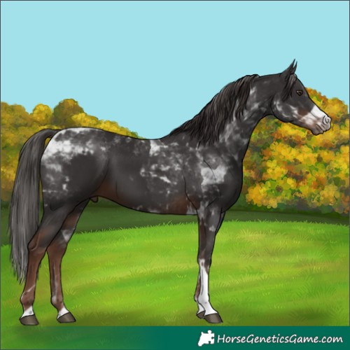 Horse Color:Liver Chestnut Tobiano