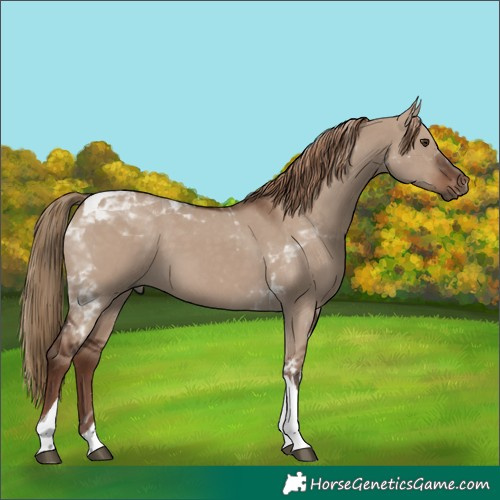 Horse Color:Liver Red Dun Tobiano