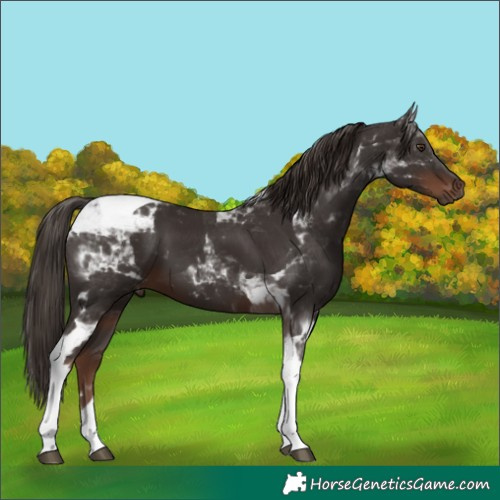 Horse Color:Liver Chestnut Tobiano