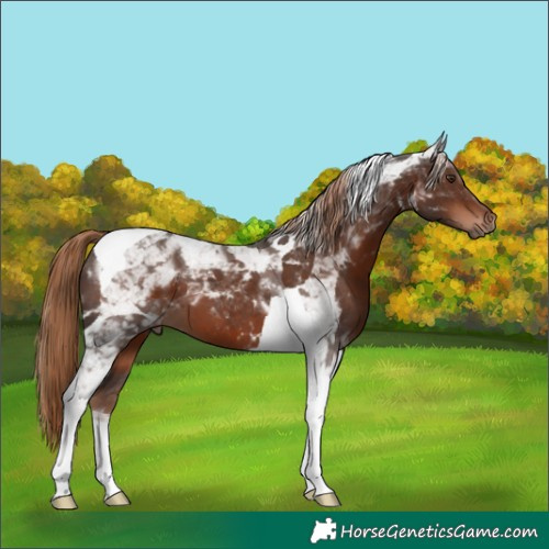 Horse Color:Liver Chestnut Tobiano