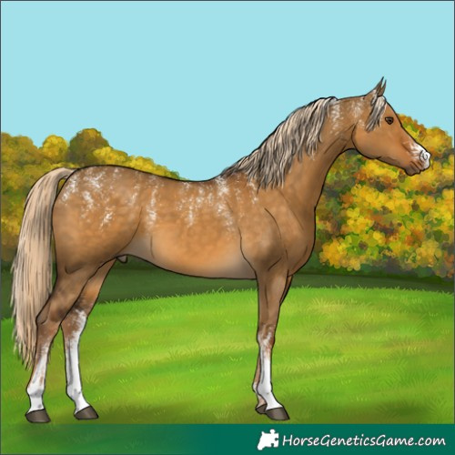 Horse Color:Powder White Chocolate Palomino Dun