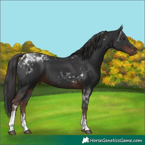 Horse Color:Liver Chestnut Tobiano 