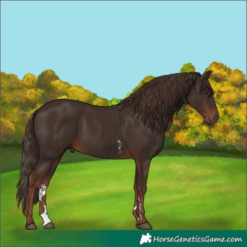 Horse Color:Liver Chestnut Sabino