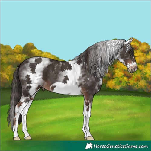 Horse Color:White Spotted Liver Chestnut Frame 