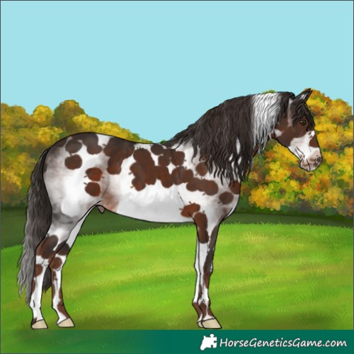 Horse Color:White Spotted Liver Chestnut Frame 