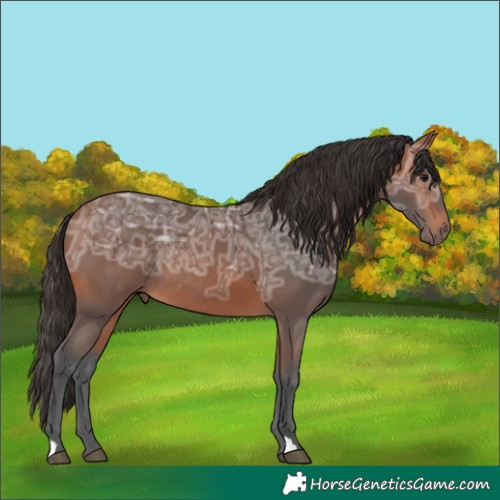 Horse Color:Bay Ice Rabicano 