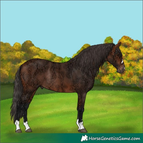 Horse Color:Bay Ice Rabicano