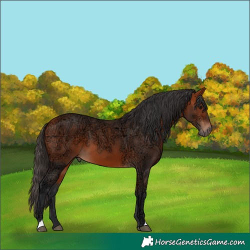 Horse Color:Bay Ice 