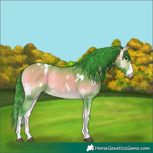Horse Color:Watercolor White Spotted Buckskin Onyx