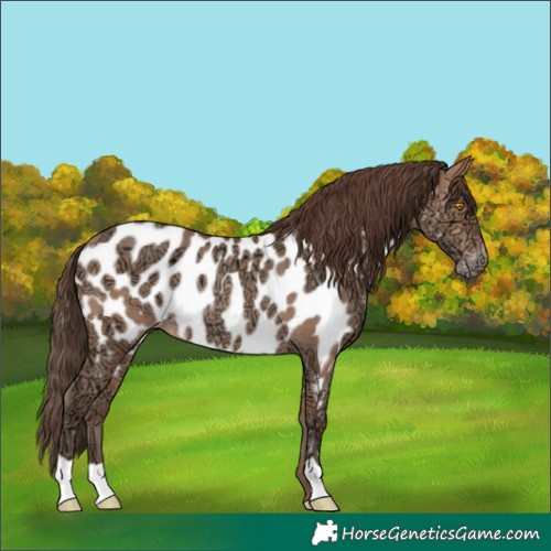 Horse Color:Amber Champagne Ice Near Leopard Rabicano