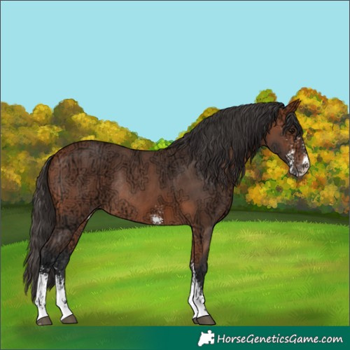 Horse Color:Bay Ice Sabino Rabicano