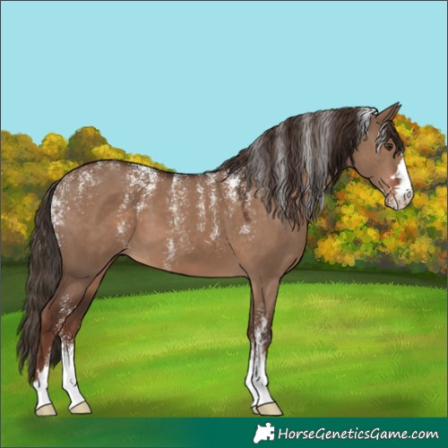 Horse Color:Powder White Liver Red Dun 
