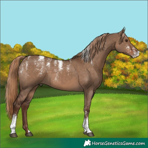 Horse Color:Powder White Liver Red Dun