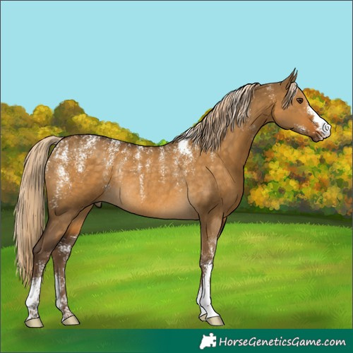 Horse Color:Powder White Chocolate Palomino Dun Rabicano