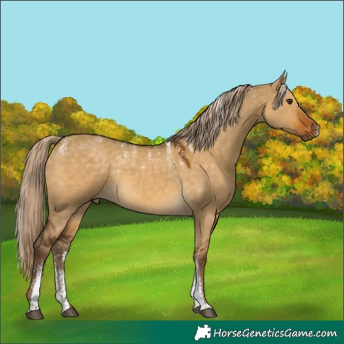 Horse Color:Powder White Chocolate Palomino Dun Rabicano 