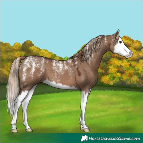Horse Color:Powder White Liver Red Dun Splash 