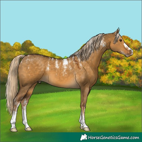 Horse Color:Powder White Chocolate Palomino Dun 