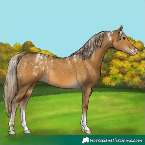 Horse Color:Powder White Chocolate Palomino Dun
