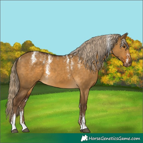 Horse Color:Powder White Chocolate Palomino Dun