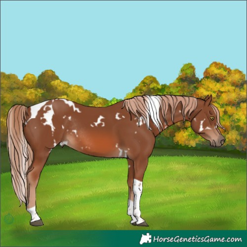 Horse Color:White Spotted Chestnut Tobiano Rabicano