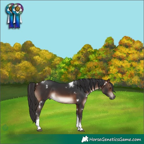 Horse Color:White Spotted Brown Mushroom Tobiano Rabicano