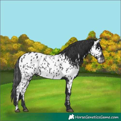 Horse Color:Black Appaloosa 