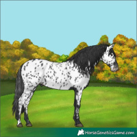 Horse Color:Black Appaloosa