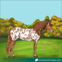 Horse Color:Chestnut Appaloosa