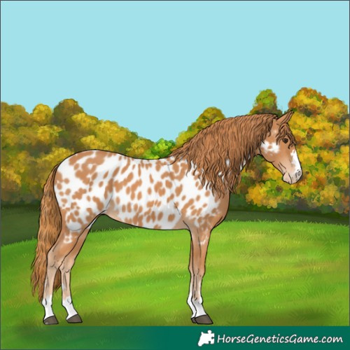 Horse Color:Chestnut Appaloosa 