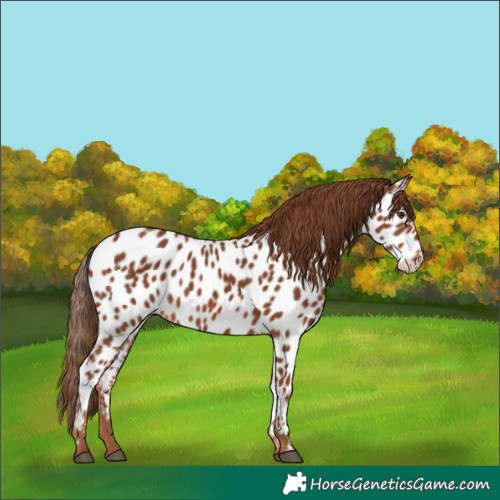 Horse Color:Chestnut Appaloosa