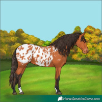 Horse Color:Bay Blanket