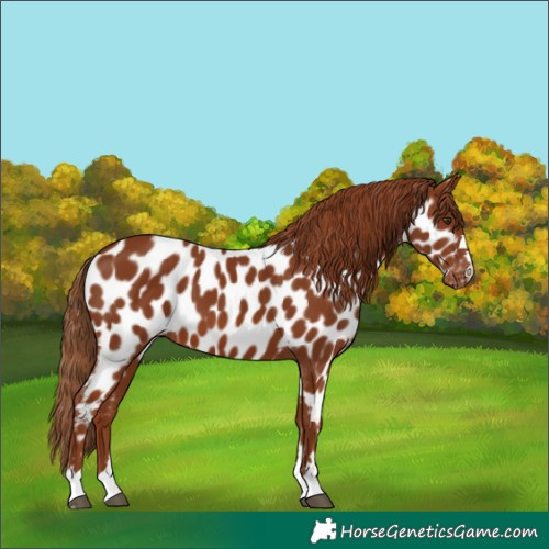 Horse Color:Chestnut Appaloosa