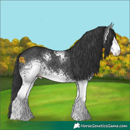 Horse Color:White Spotted Black Varnish Rabicano