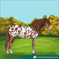 Horse Color:Chestnut Near Leopard