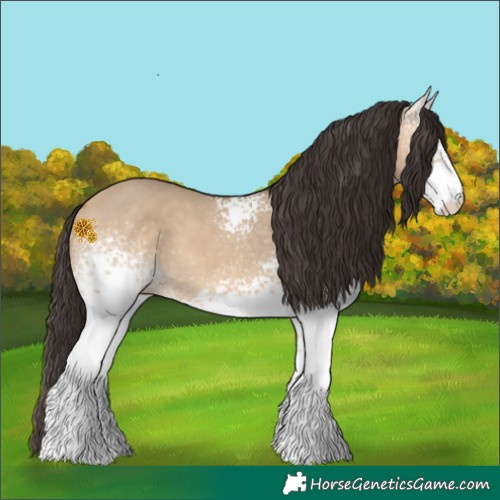 Horse Color:White Spotted Bay Dun
