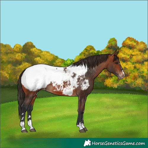 Horse Color:Bay Snowcap 
