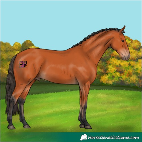 Horse Color:Bay 