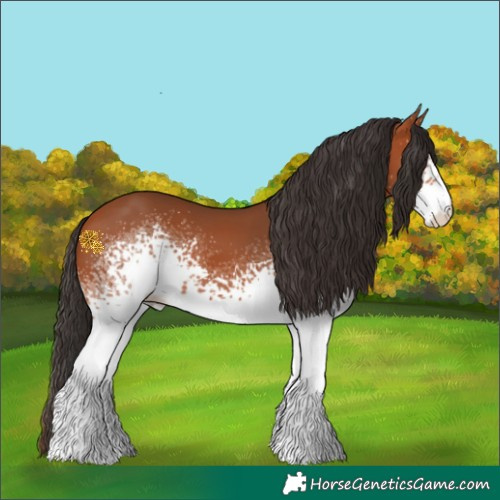 Horse Color:White Spotted Bay 