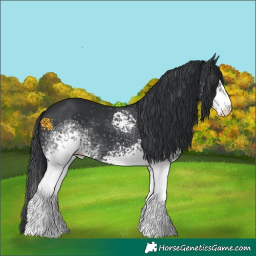 Horse Color:White Spotted Black Rabicano